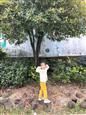 人气：556  上传时间：2018/11/15 7:51:10