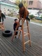 人气：592  上传时间：2018/11/19 7:47:43