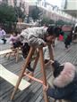 人气：458  上传时间：2019/3/6 13:46:42
