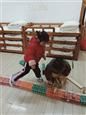 人气：475  上传时间：2019/12/6 14:27:40